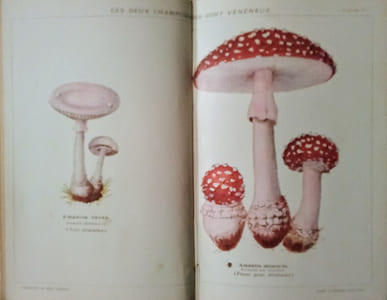 Guide pratique pour la recherche de soixante Champignons Comestibles.