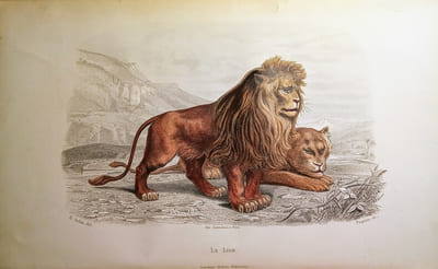 Galerie d'Histoire Naturelle. Tirée des Oeuvres Complètes de BUFFON.