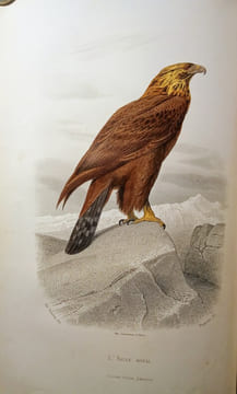 Galerie d'Histoire Naturelle. Tirée des Oeuvres Complètes de BUFFON.. BUFFON & SAINTE-BEUVE