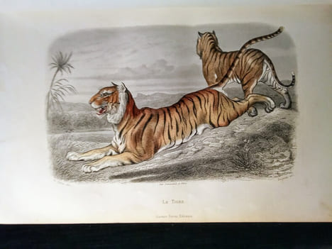 Galerie d'Histoire Naturelle. Tirée des Oeuvres Complètes de BUFFON.. BUFFON & SAINTE-BEUVE