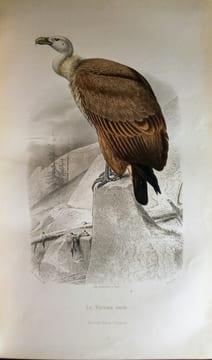 Galerie d'Histoire Naturelle. Tirée des Oeuvres Complètes de BUFFON.. BUFFON & SAINTE-BEUVE