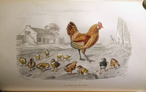 Galerie d'Histoire Naturelle. Tirée des Oeuvres Complètes de BUFFON.. BUFFON & SAINTE-BEUVE