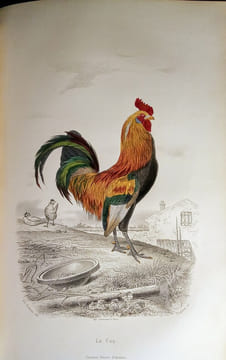 Galerie d'Histoire Naturelle. Tirée des Oeuvres Complètes de BUFFON.. BUFFON & SAINTE-BEUVE