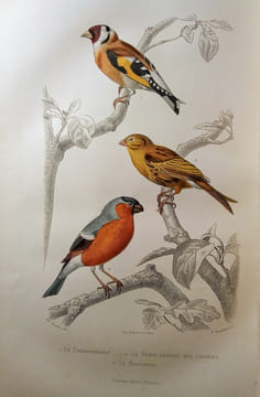 Galerie d'Histoire Naturelle. Tirée des Oeuvres Complètes de BUFFON.. BUFFON & SAINTE-BEUVE