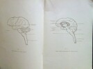 Anatomie des Centres Nerveux.. COSSA (Paul) & PAILLAS (Jean)