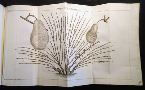 Traité de la Culture des Arbres Fruitiers.. FORSYTH (W.) & PICTET-MALLET (J.P.)