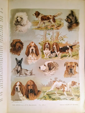 Nos Bêtes.. BEAUREGARD (Dr. Henri)