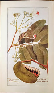 I-Manuel des Essences forestières de la région équatoriale et du Mayombe, par C. Vermoesen (Docteur en sciences naturelles.