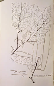 I-Manuel des Essences forestières de la région équatoriale et du Mayombe, par C. Vermoesen (Docteur en sciences naturelles.