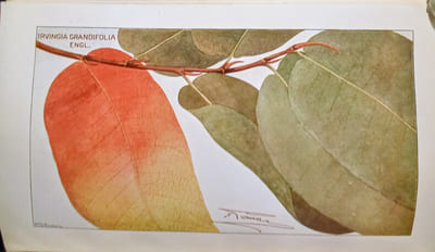 I-Manuel des Essences forestières de la région équatoriale et du Mayombe, par C. Vermoesen (Docteur en sciences naturelles.