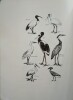 Faune et Chasse en Afrique Occidentale Fran&ccedil;aise. Guide du Tourisme de la Nature Vivante.. ROURE (Georges)