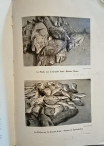 Les Poissons Pêchés sur les Côtes de la Presqu'Ile du Cap Vert.