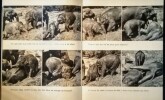 Le petit &eacute;l&eacute;phant.. FALCONNET (Paulette) & YLLA