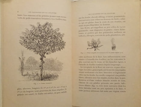 Le Cacaoyer et sa Culture, par H. Lecomte et C. Chalot.. LECOMTE (H.) & CHALOT (C.)