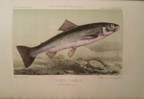 La Pêche et Les Poissons. Nouveau Dictionnaire Général des Pêches, par Henri de la Blanchère.. LA BLANCHERE (Henri de)
