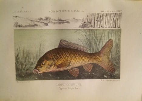 La Pêche et Les Poissons. Nouveau Dictionnaire Général des Pêches, par Henri de la Blanchère.. LA BLANCHERE (Henri de)