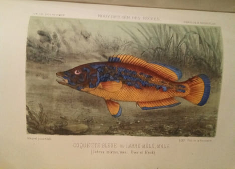 La Pêche et Les Poissons. Nouveau Dictionnaire Général des Pêches, par Henri de la Blanchère.. LA BLANCHERE (Henri de)