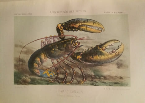 La Pêche et Les Poissons. Nouveau Dictionnaire Général des Pêches, par Henri de la Blanchère.. LA BLANCHERE (Henri de)