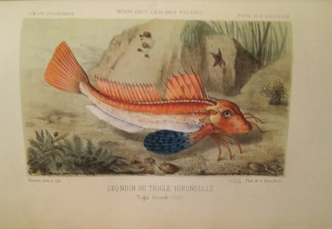 La Pêche et Les Poissons. Nouveau Dictionnaire Général des Pêches, par Henri de la Blanchère.. LA BLANCHERE (Henri de)