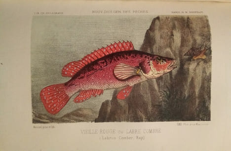 La Pêche et Les Poissons. Nouveau Dictionnaire Général des Pêches, par Henri de la Blanchère.. LA BLANCHERE (Henri de)