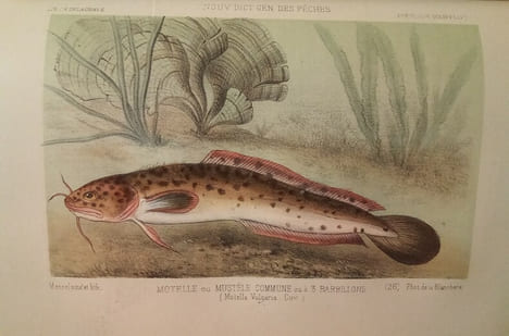 La Pêche et Les Poissons. Nouveau Dictionnaire Général des Pêches, par Henri de la Blanchère.. LA BLANCHERE (Henri de)