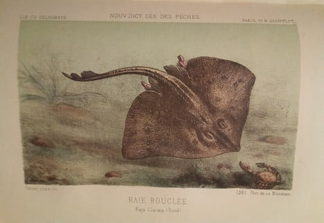 La Pêche et Les Poissons. Nouveau Dictionnaire Général des Pêches, par Henri de la Blanchère.. LA BLANCHERE (Henri de)