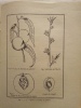 Les Fruits à noyaux:Pêcher–Prunier–Cerisier–Amandier–Abricotier–Cornouiller.. EVREINOFF (V.A.)