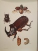Insectes & Arachnides et Myriapodes.. ENGEL (Herbert)