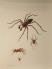 Insectes & Arachnides et Myriapodes.. ENGEL (Herbert)