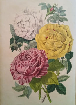 Voyage autour de mon Jardin.. KARR (Alphonse)