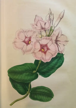 Voyage autour de mon Jardin.. KARR (Alphonse)