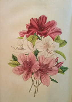Voyage autour de mon Jardin.. KARR (Alphonse)