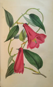 Voyage autour de mon Jardin.. KARR (Alphonse)