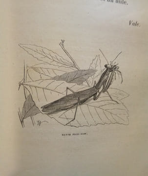 Voyage autour de mon Jardin.. KARR (Alphonse)
