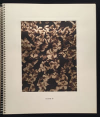 Micrographie Décorative