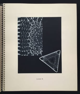 Micrographie Décorative. ALBIN GUILLOT LAURE 1879 1962