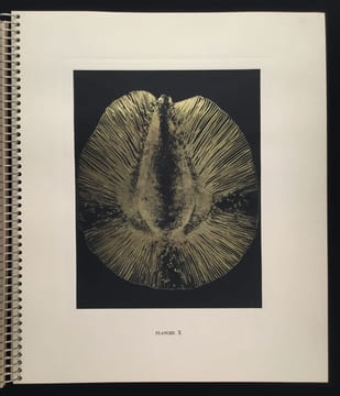 Micrographie Décorative. ALBIN GUILLOT LAURE 1879 1962