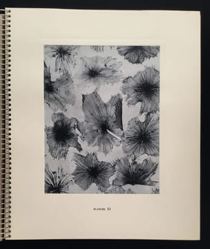 Micrographie Décorative. ALBIN GUILLOT LAURE 1879 1962