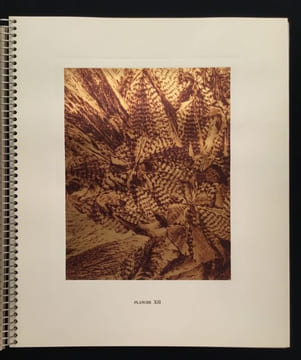 Micrographie Décorative. ALBIN GUILLOT LAURE 1879 1962
