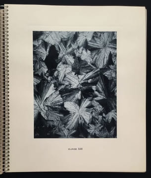 Micrographie Décorative. ALBIN GUILLOT LAURE 1879 1962