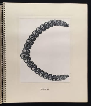 Micrographie Décorative. ALBIN GUILLOT LAURE 1879 1962