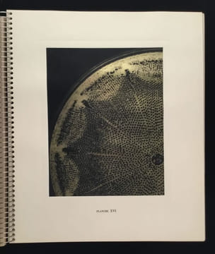 Micrographie Décorative. ALBIN GUILLOT LAURE 1879 1962