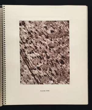 Micrographie Décorative. ALBIN GUILLOT LAURE 1879 1962