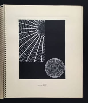 Micrographie Décorative. ALBIN GUILLOT LAURE 1879 1962