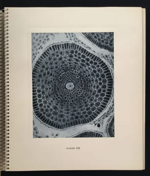 Micrographie Décorative. ALBIN GUILLOT LAURE 1879 1962