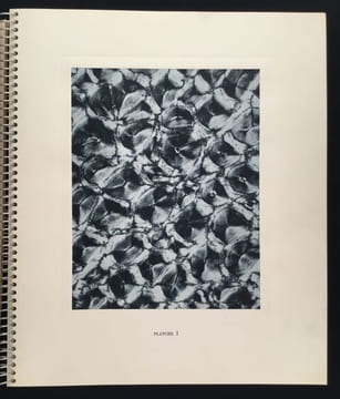 Micrographie Décorative. ALBIN GUILLOT LAURE 1879 1962