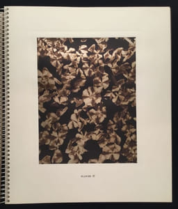 Micrographie Décorative
