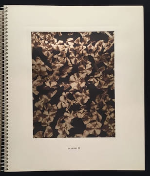 Micrographie Décorative. ALBIN GUILLOT LAURE 1879 1962