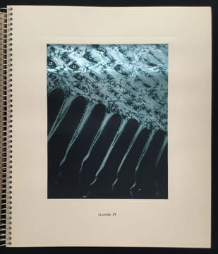 Micrographie Décorative. ALBIN GUILLOT LAURE 1879 1962