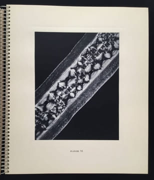 Micrographie Décorative. ALBIN GUILLOT LAURE 1879 1962